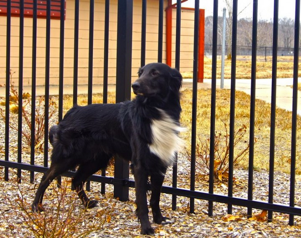 Dogs and Iron or Aluminum Fence